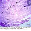 Tecido Conjuntivo - Ossificação Endocondral - Articulação 4x (6)